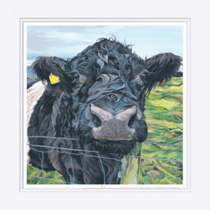 Bonnie, Belted Galloway mounted print