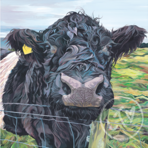 Belted Galloway, Bonnie