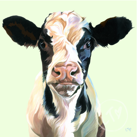 Holstein Calf, Frank