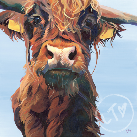 Highland Calf, Hi There, by Lauren Terry