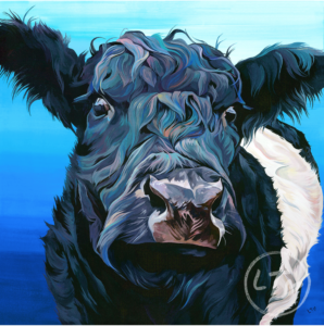 Belted Galloway, Jamevie by Lauren's Cows
