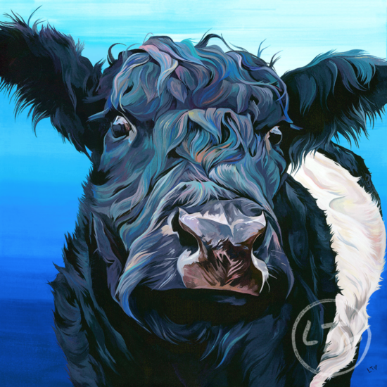Belted Galloway, Jamevie by Lauren's Cows
