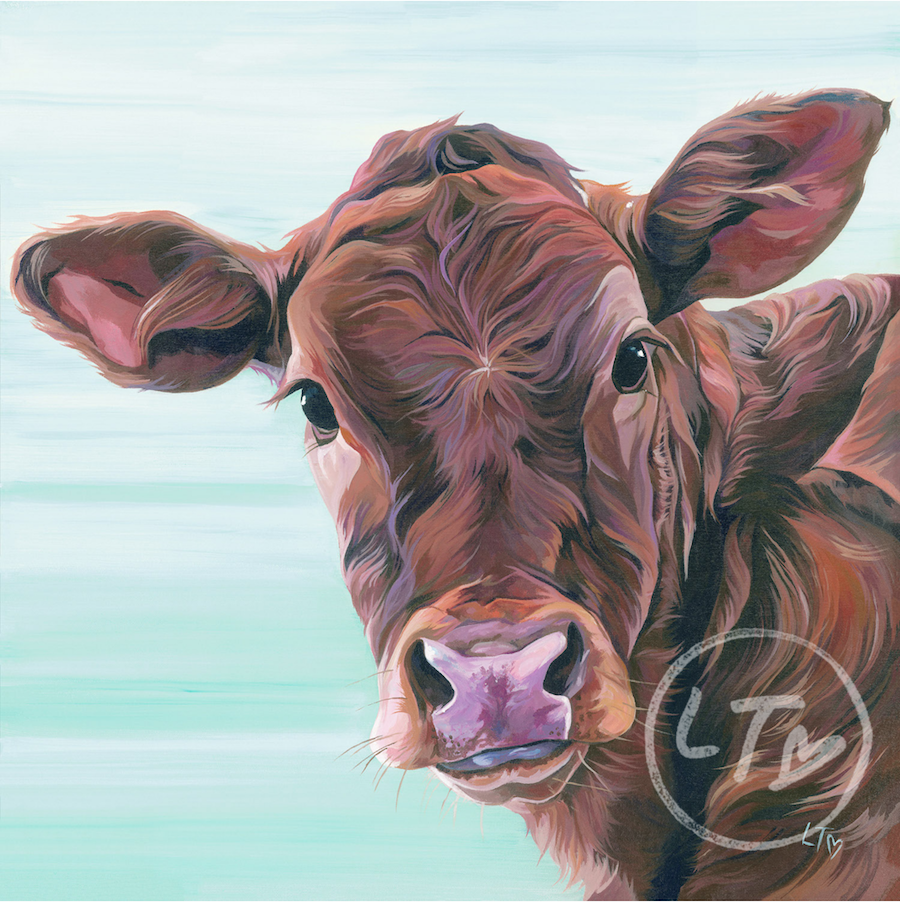 Marina, Limousin Calf