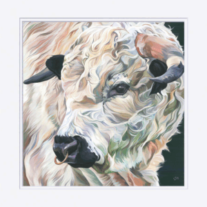Wenlock, Large Mounted White Park Bull Print