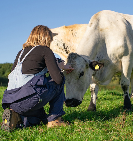 Cow Artist Lauren Terry with British White cattle