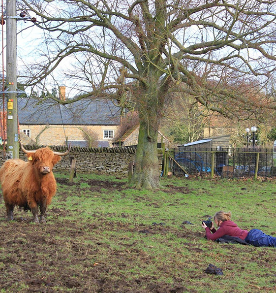 Cow Artist photographing a herd of Highland cows