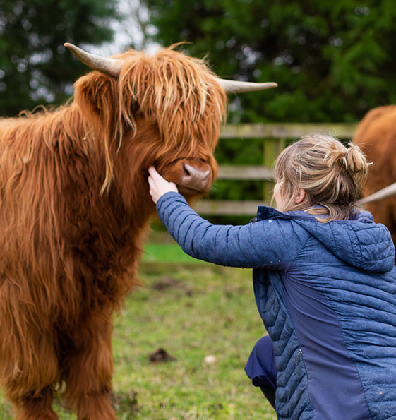 Artist Lauren Terry with Highland Calf