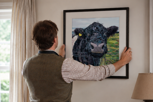 Man hanging a limited edition print of a belted galloway in his home
