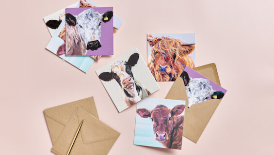 cow cards from lauren's cows